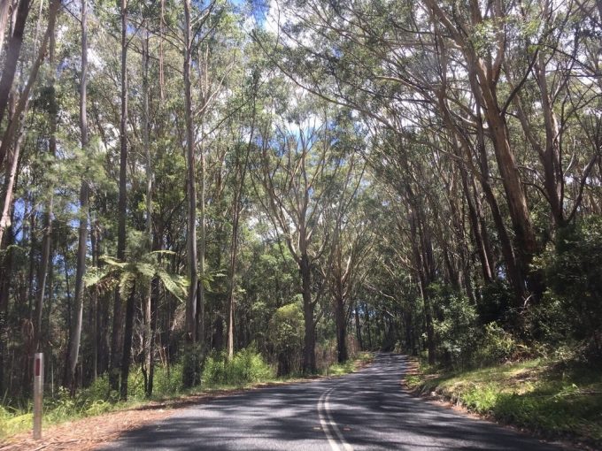 Springbrook National Park2