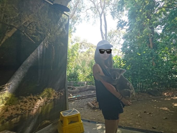 Currumbin Wildlife Sanctuary コアラ
