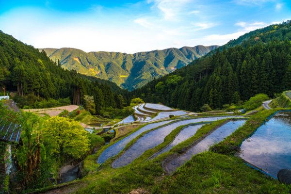 上勝町の棚田