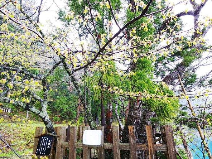 秋田 パワースポット御座石神社　七色木