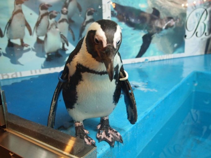 ペンギンのいるBAR