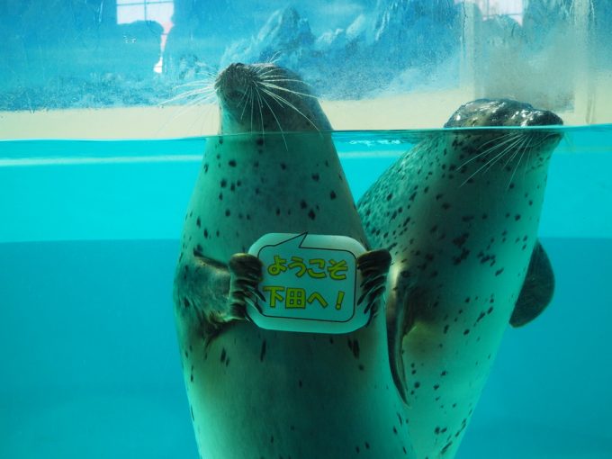 下田海中水族館
