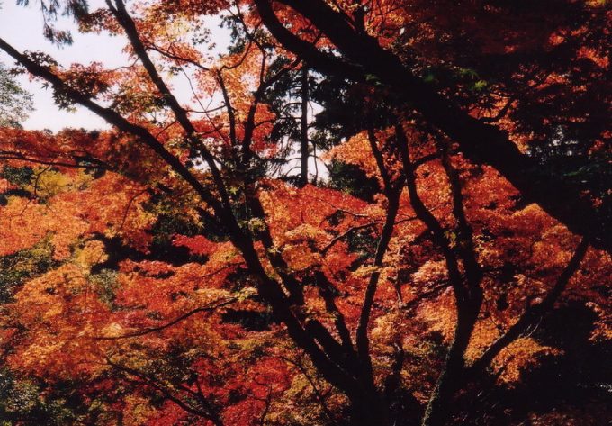佐賀県 インスタ映え 九年庵3