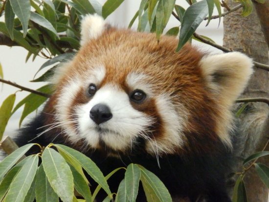 日本平動物園