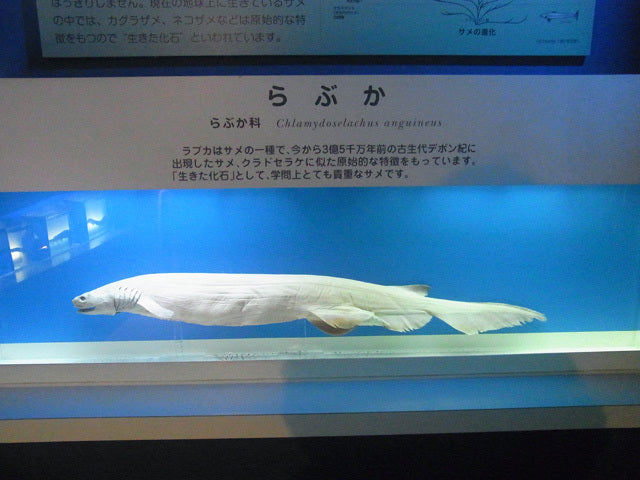 東海大学海洋科学博物館