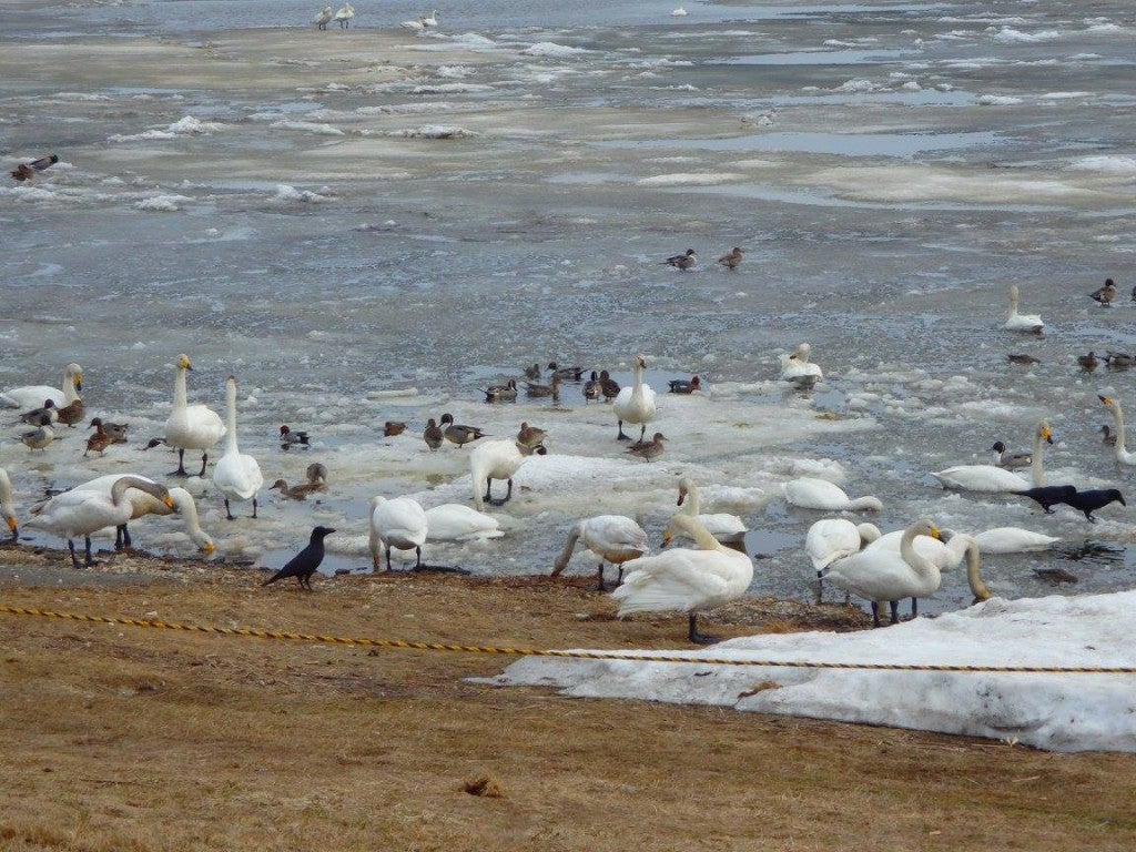 北海道　白鳥