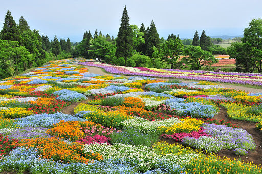 大分県 インスタ映え 花公園