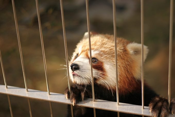 小さいお子様から大人も満足『とくしま動物園 北島建設の森』