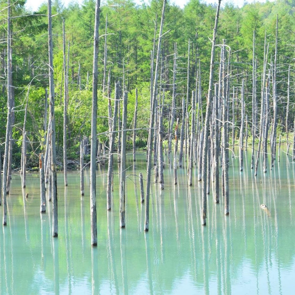 北海道 絶景 美瑛の 青い池