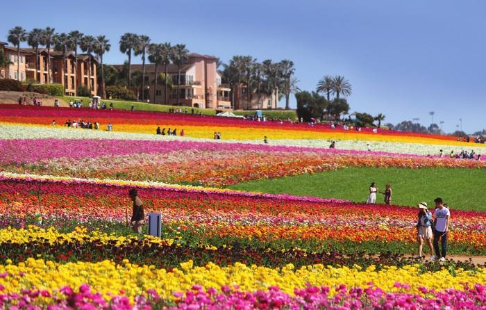 カールスバッドお花畑