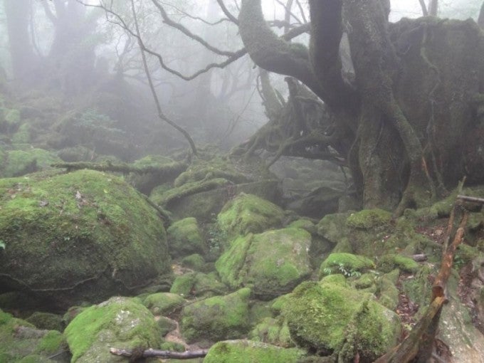 屋久島