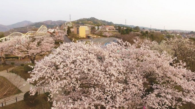 茨城インスタ映え かみね公園 桜
