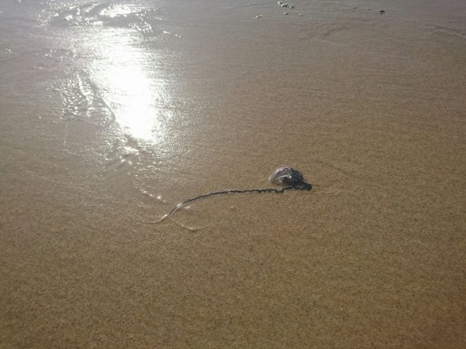 main beach クラゲ