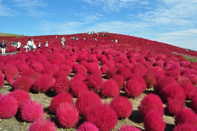 茨城インスタ映え ひたち海浜公園