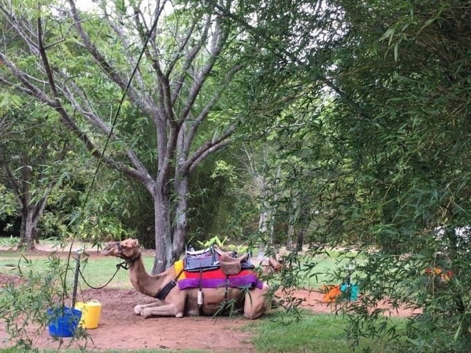 Australia ZOO　らくだ