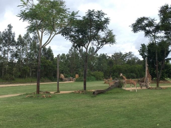 Australia ZOO　広場
