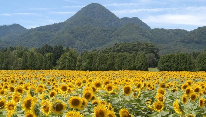 煙山ひまわり畑