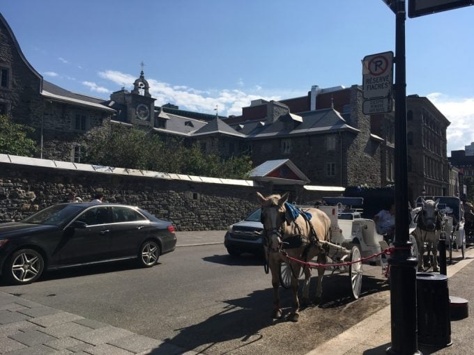montreal horse