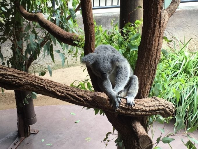 Australia ZOO　コアラ