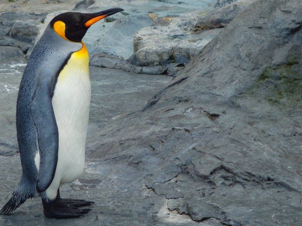 旭川 観光名所 旭山動物