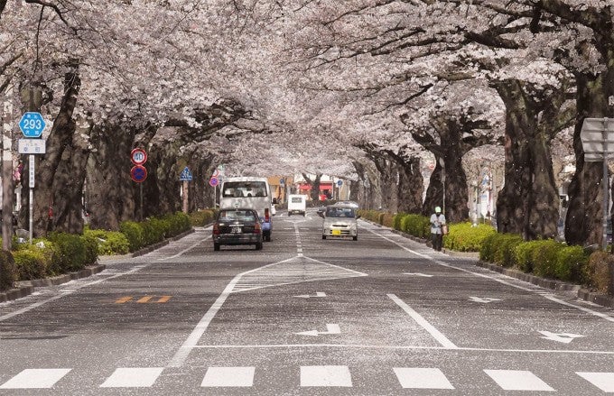 茨城インスタ映え 平和通り 桜