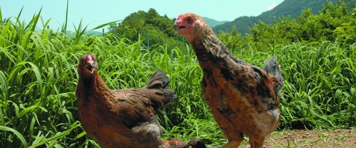 甲州地鶏