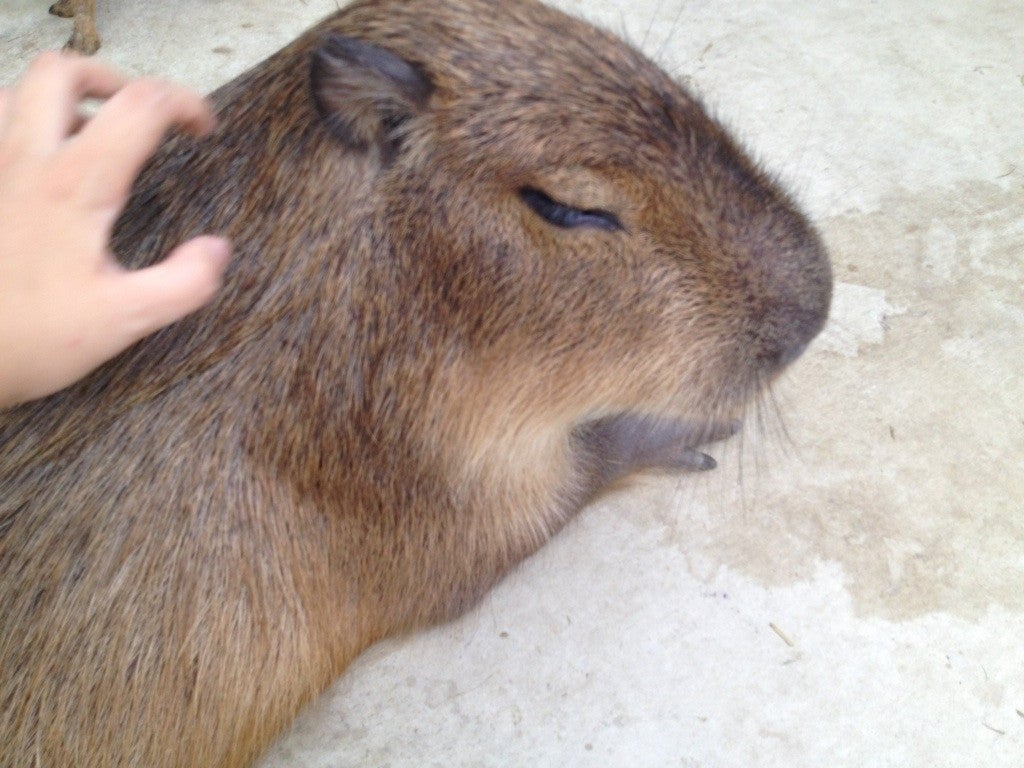 カピバラ　神戸の撮影スポット