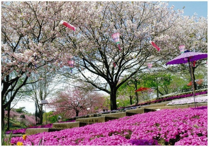 茨城インスタ映え 静峰ふるさと公園 桜