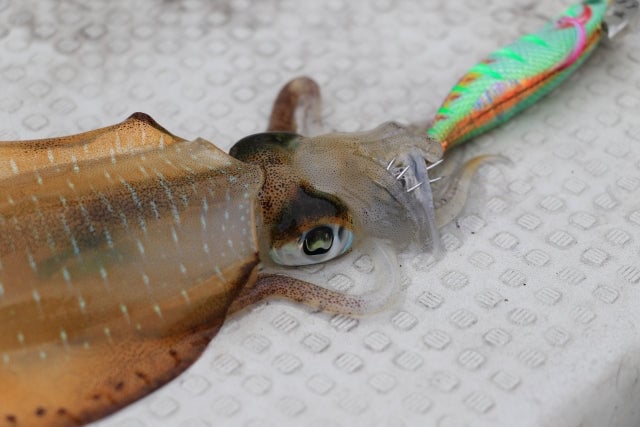 エビの模型でイカを釣る