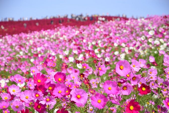 茨城インスタ映え ひたち海浜公園
