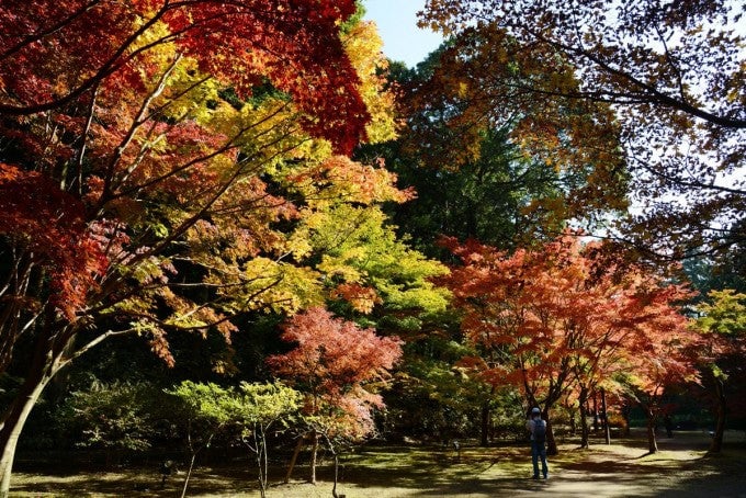 茨城インスタ映え 偕楽園 紅葉