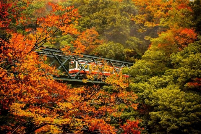 早川橋梁 紅葉