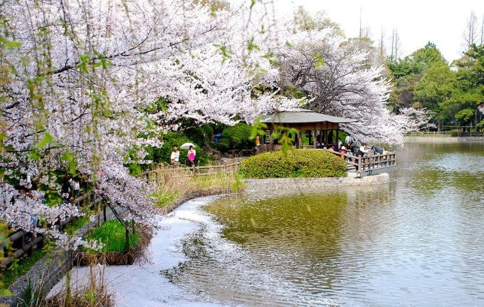 茨城インスタ映え 亀城公園 桜