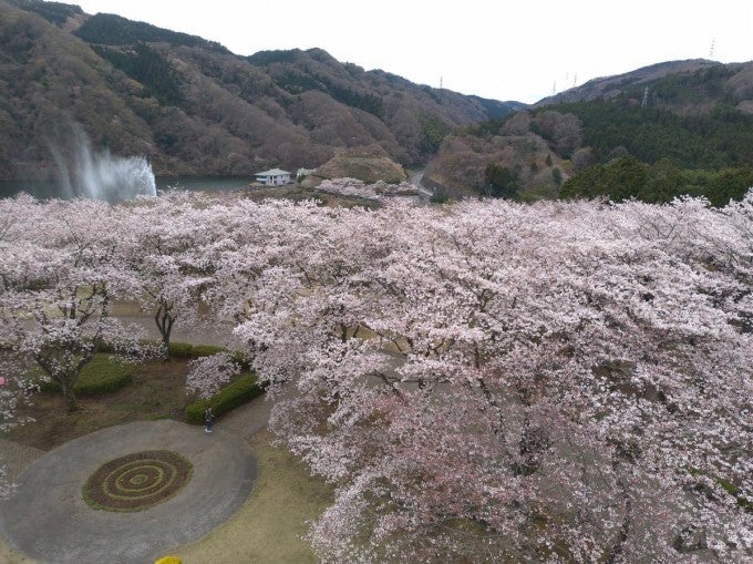 茨城インスタ映え 十王パノラマ公園 桜