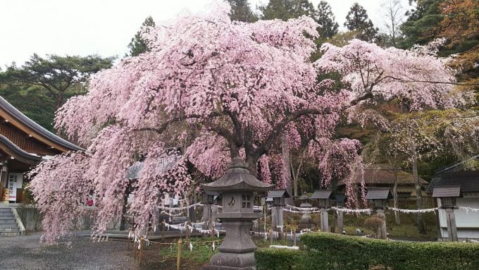 福島県 パワースポット 楽翁桜