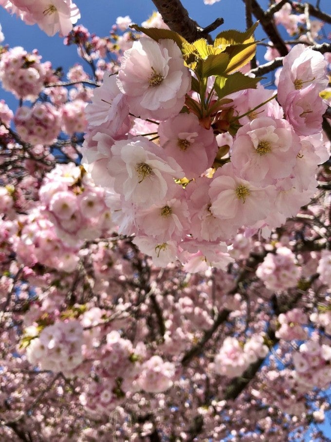 茨城インスタ映え かみね公園 桜