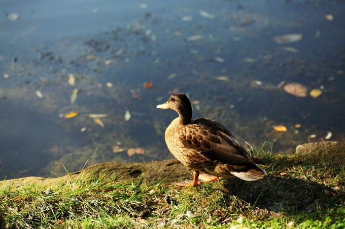 月寒公園