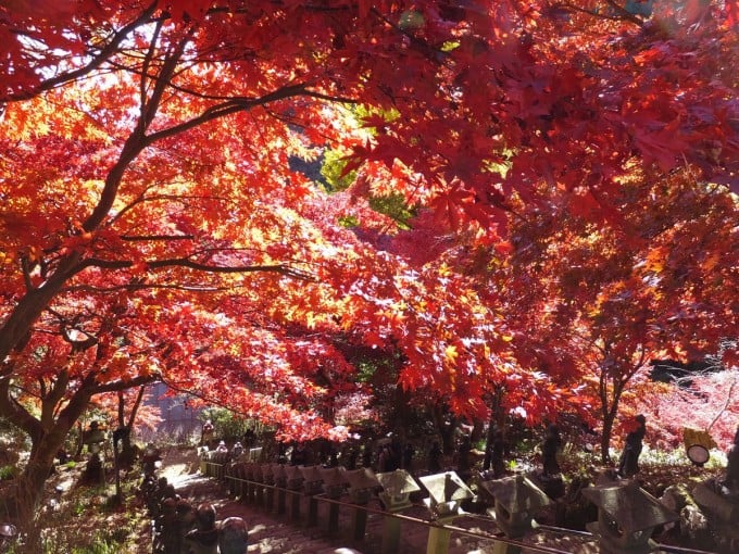 大山寺 紅葉