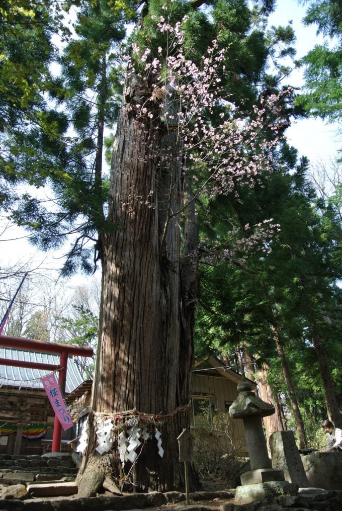 福島県 パワースポット 磐椅神社 桜