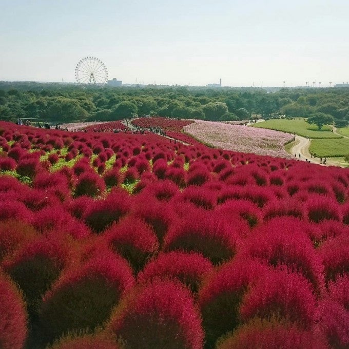 国営ひたちなか海浜公園 紅葉