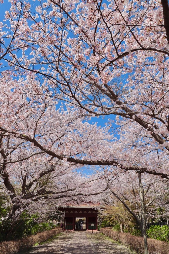 茨城インスタ映え 西蓮寺 行方市 桜