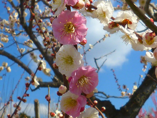 三重県 梅 かざはやの里　～かっぱのふるさと～