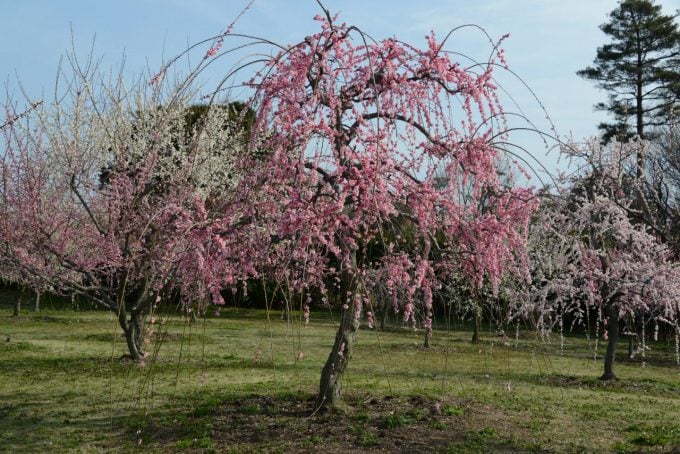 三重県 梅 かざはやの里　～かっぱのふるさと～