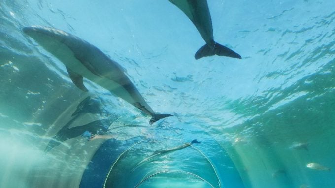 のとじま水族館