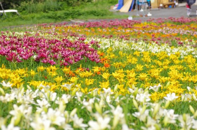 ダイナランドゆり園