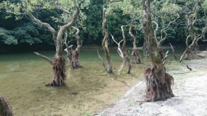 福岡 インスタ映え 不動池
