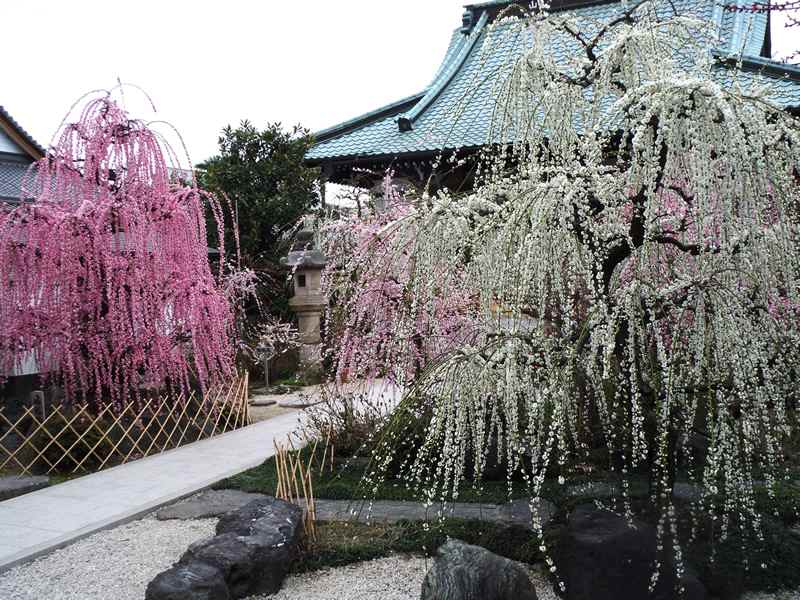 岐阜　インスタ映え　光受寺