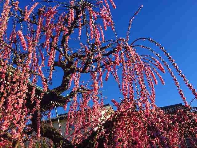 岐阜　インスタ映え　光受寺