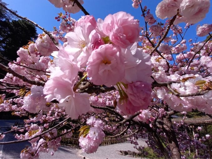 兼六園