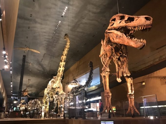 北九州市立いのちのたび博物館